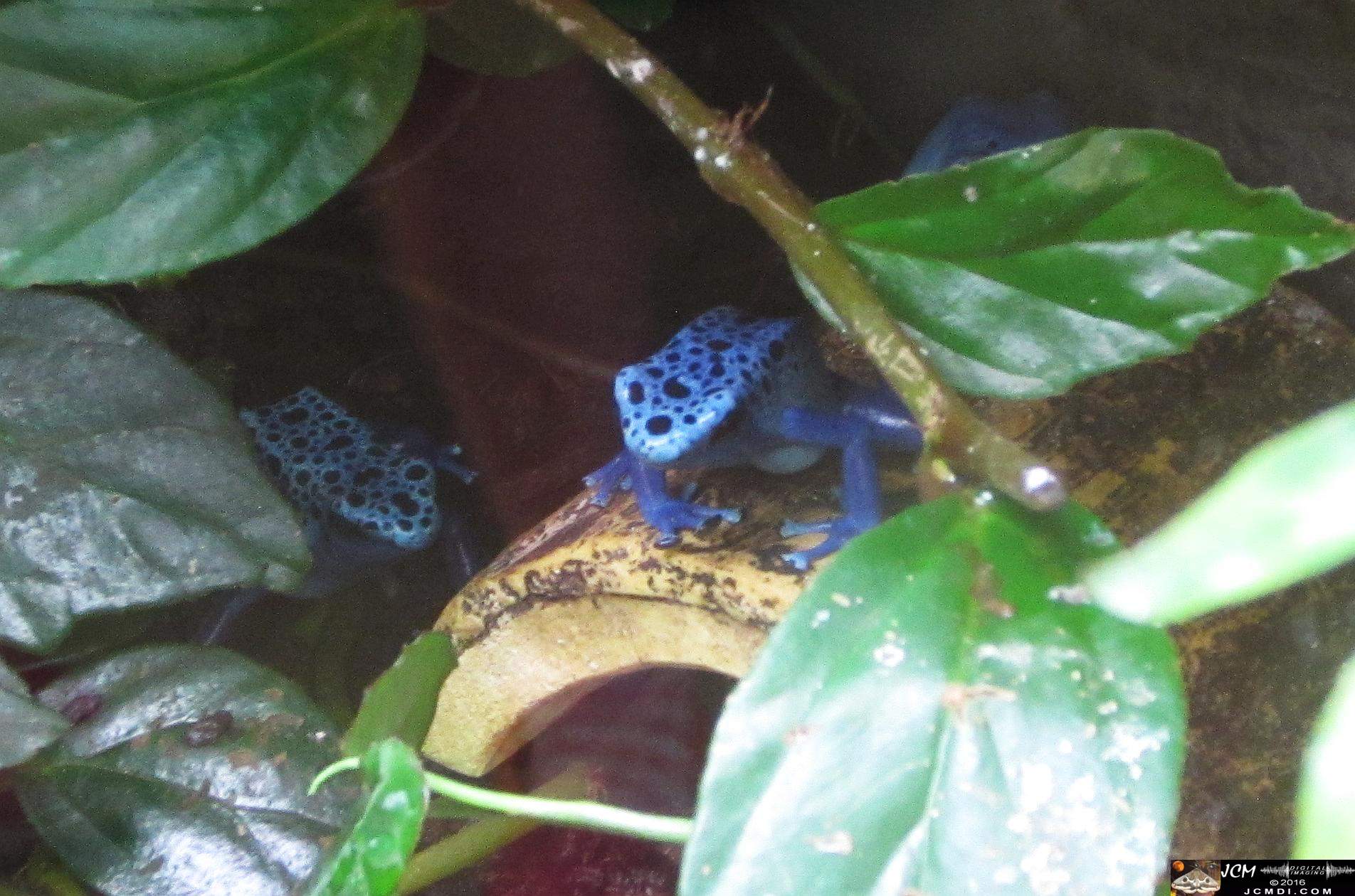 Como Zoo conservatory, MN poison dart frogs